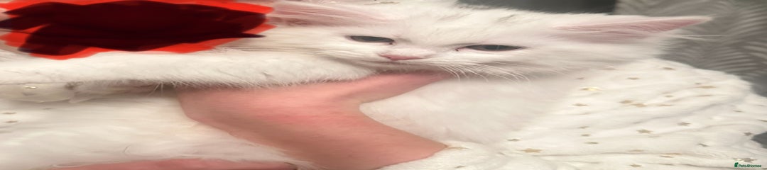 Turkish Angora Kitten 1