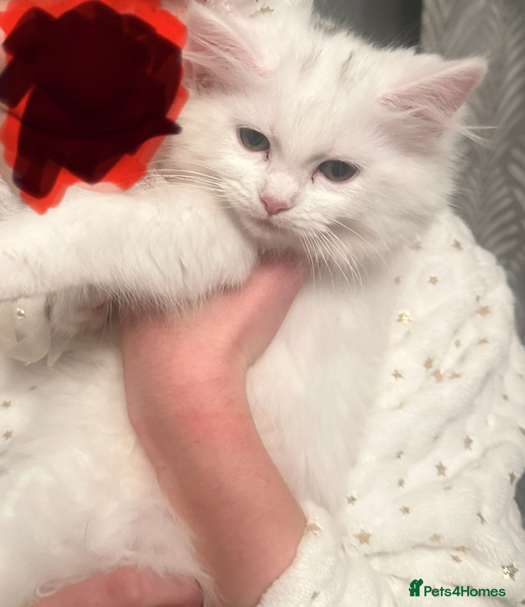 Turkish Angora cats for sale: Gorgeous fluffy Turkish angora cross kittens  - Image 1