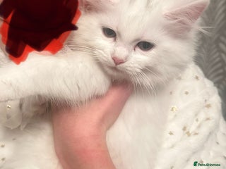 Turkish Angora cats - Advert 3