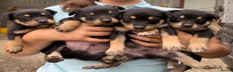 Australian Kelpie dogs for sale: Pure Bred Kelpie pups - Advert 4