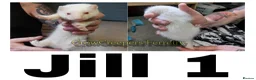 Ferret rodents for sale: Ferret Kits for Sale - Advert 3