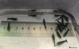 Shrimps fish for sale: freshwater shrimp in assorted colors  - Image 13