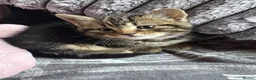 Mixed Breed cats for sale: 12 week old female kitten mixed breed in Alfreton - Advert 14