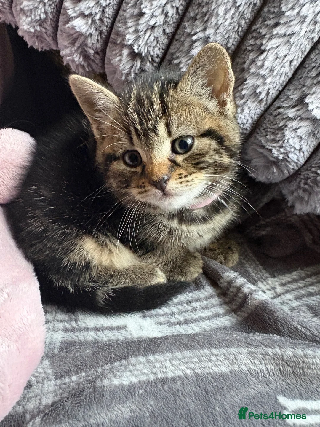 Mixed Breed cats for sale: 12 week old female kitten mixed breed in Alfreton - Advert 14