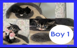 Mixed Breed cats for sale: Stunning kittens for sale  - Image 1