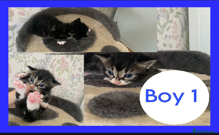 Mixed Breed cats - Advert 9