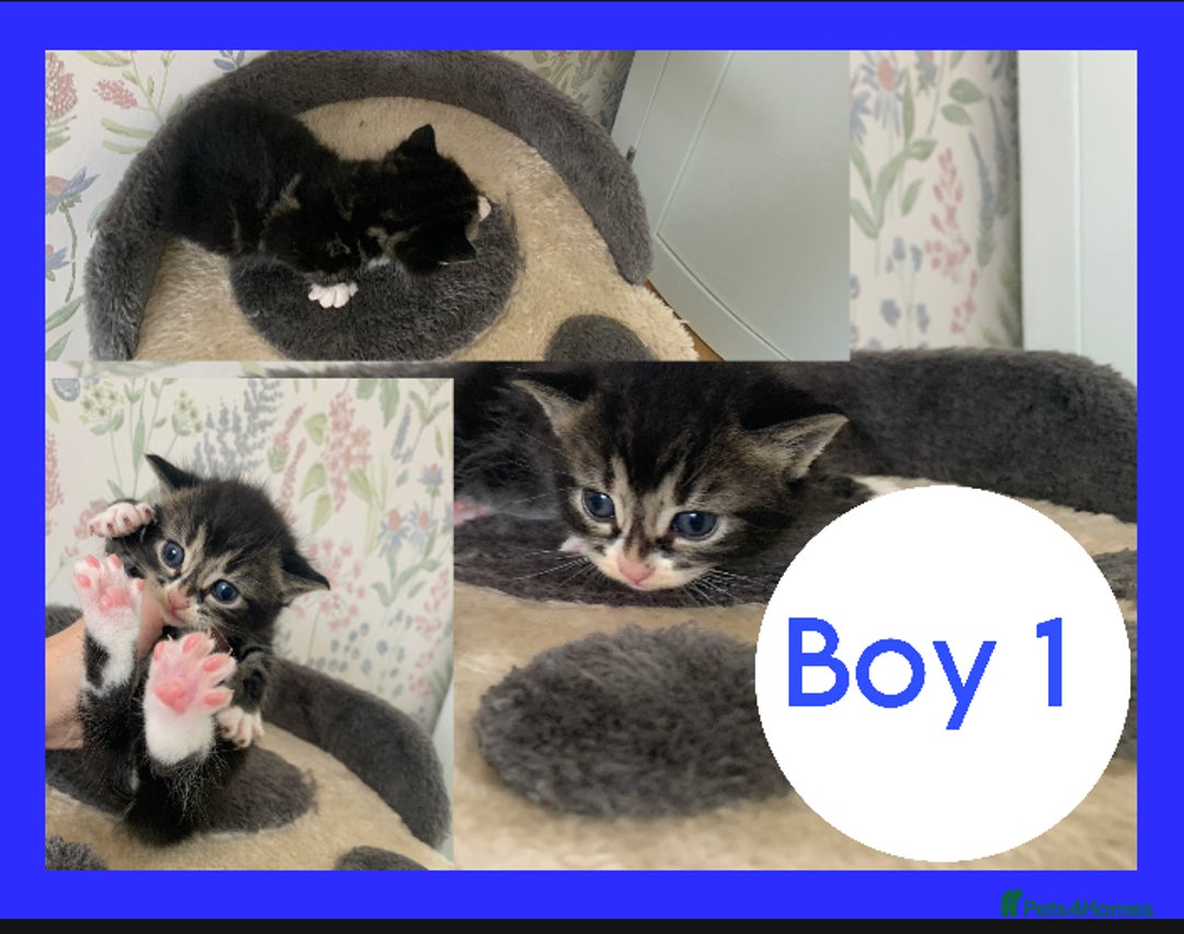Mixed Breed cats for sale: Stunning kittens for sale  - Image 1