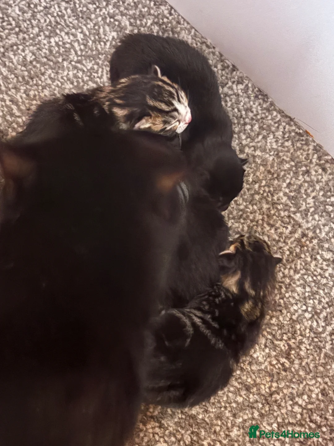 Mixed Breed cats for sale: Mixed breed  in Mansfield - Advert 2