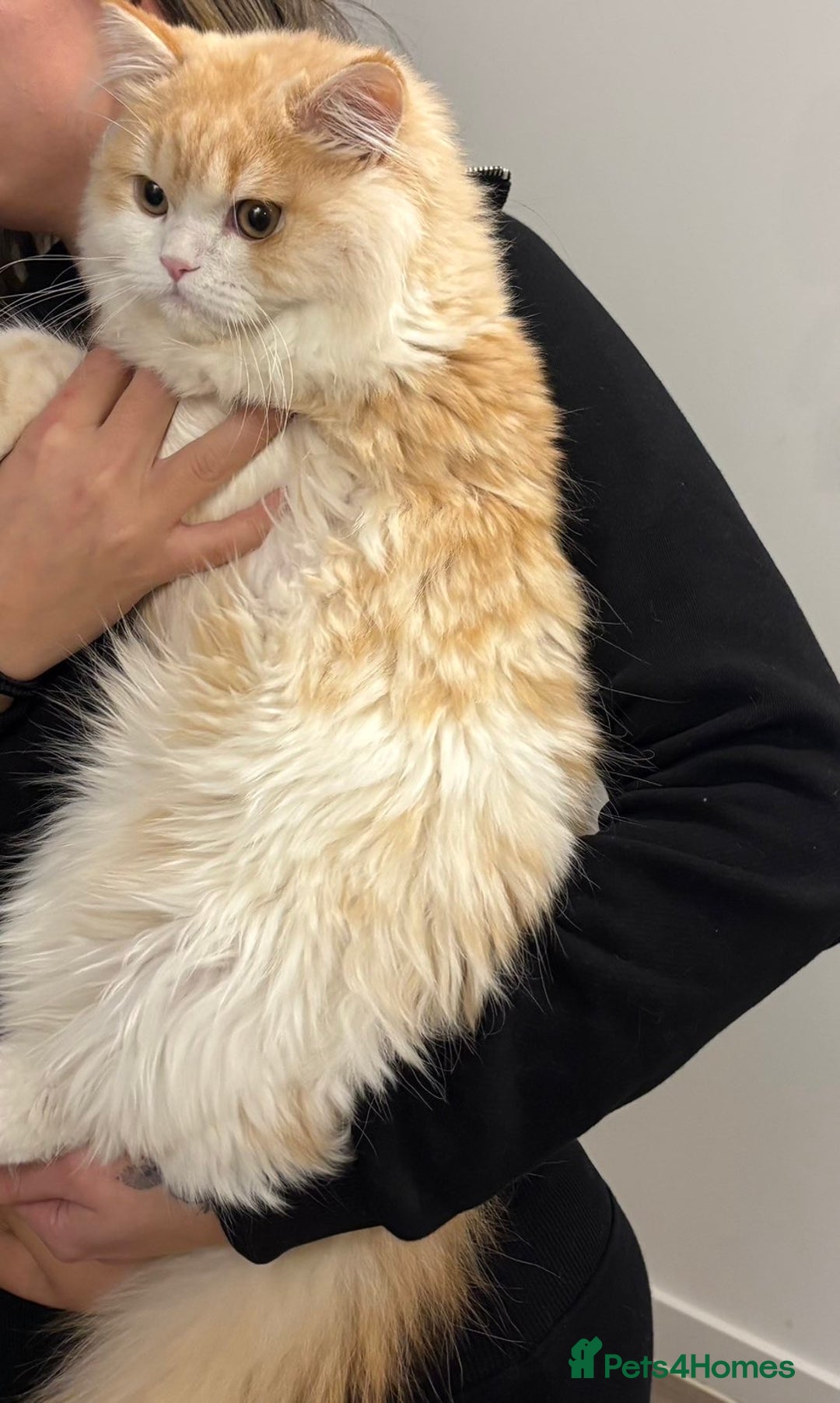 Scottish Fold cats for sale: MALE LONG HAIR SCOTTISH FOLD KITTEN - Advert 3