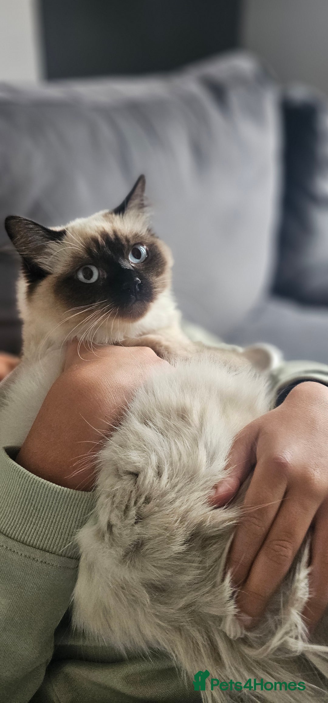 Ragdoll cats for sale: 2 Ragdoll Sisters  - Image 7