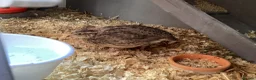 Quail poultry for sale:  COTURNIX QUAIL(2 GROUPS ALSO AVAILABLE) - Advert 7