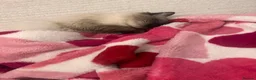 Ragdoll cats for sale: Axel Looking for Forever home  - Advert 5