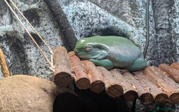 Frog reptiles for sale: Whites Tree Frogs x3 and Set-up - Image 3