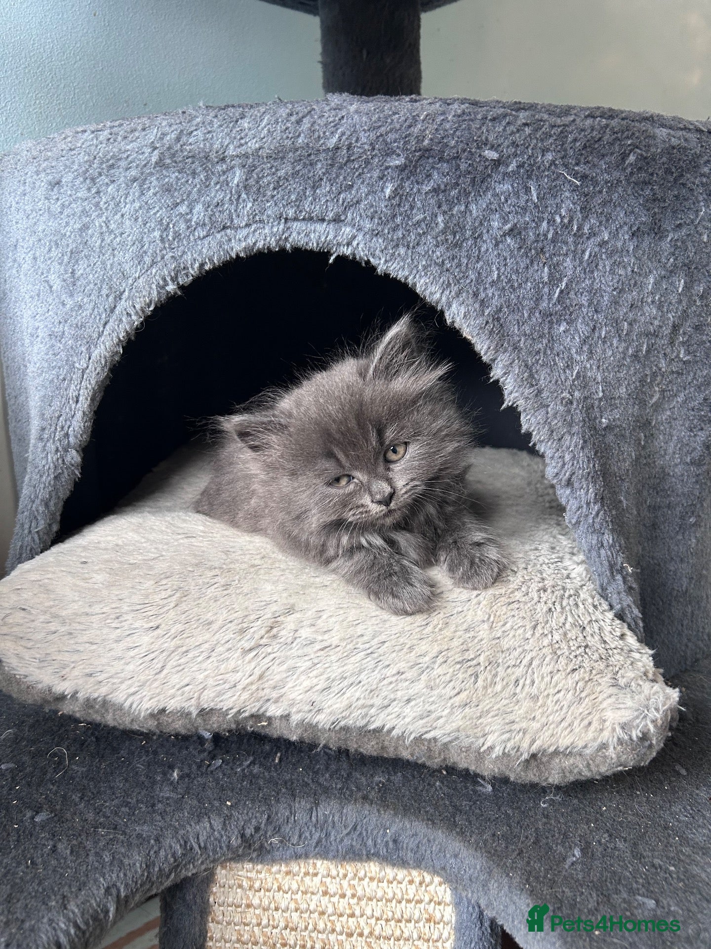 Mixed Breed cats Fluffy female  - Advert 1
