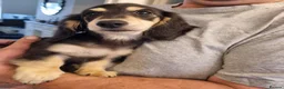 Miniature Dachshund dogs for sale: Last Beautiful KC Reg.MiniatureLH Dachshund Puppy  - Advert 16