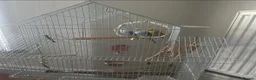 Budgerigars birds for sale: 🦜 3 Bonded Budgies Looking for a Loving Home in Nelson - Advert 3