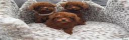 Toy Poodle dogs for sale: Asian toy poodle  - Advert 2