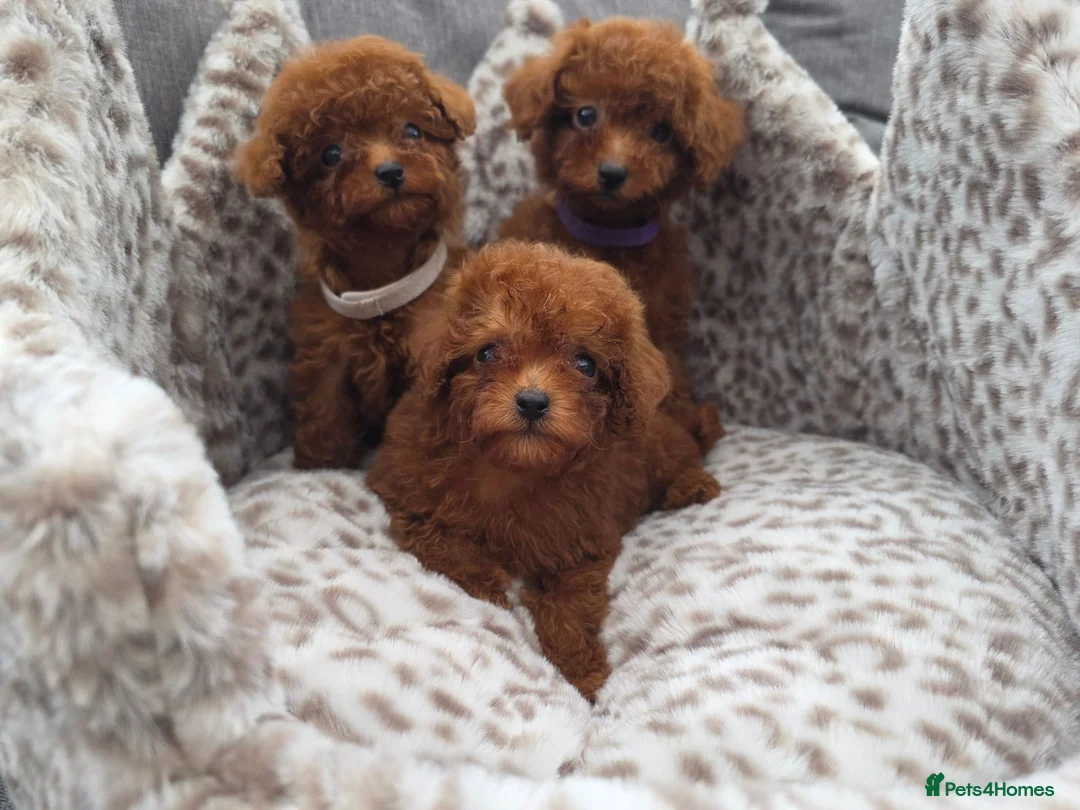 Toy Poodle dogs for sale: Asian toy poodle  - Advert 2