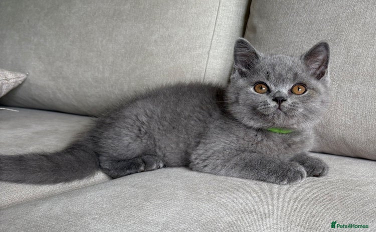 British Shorthair cats - Advert 14