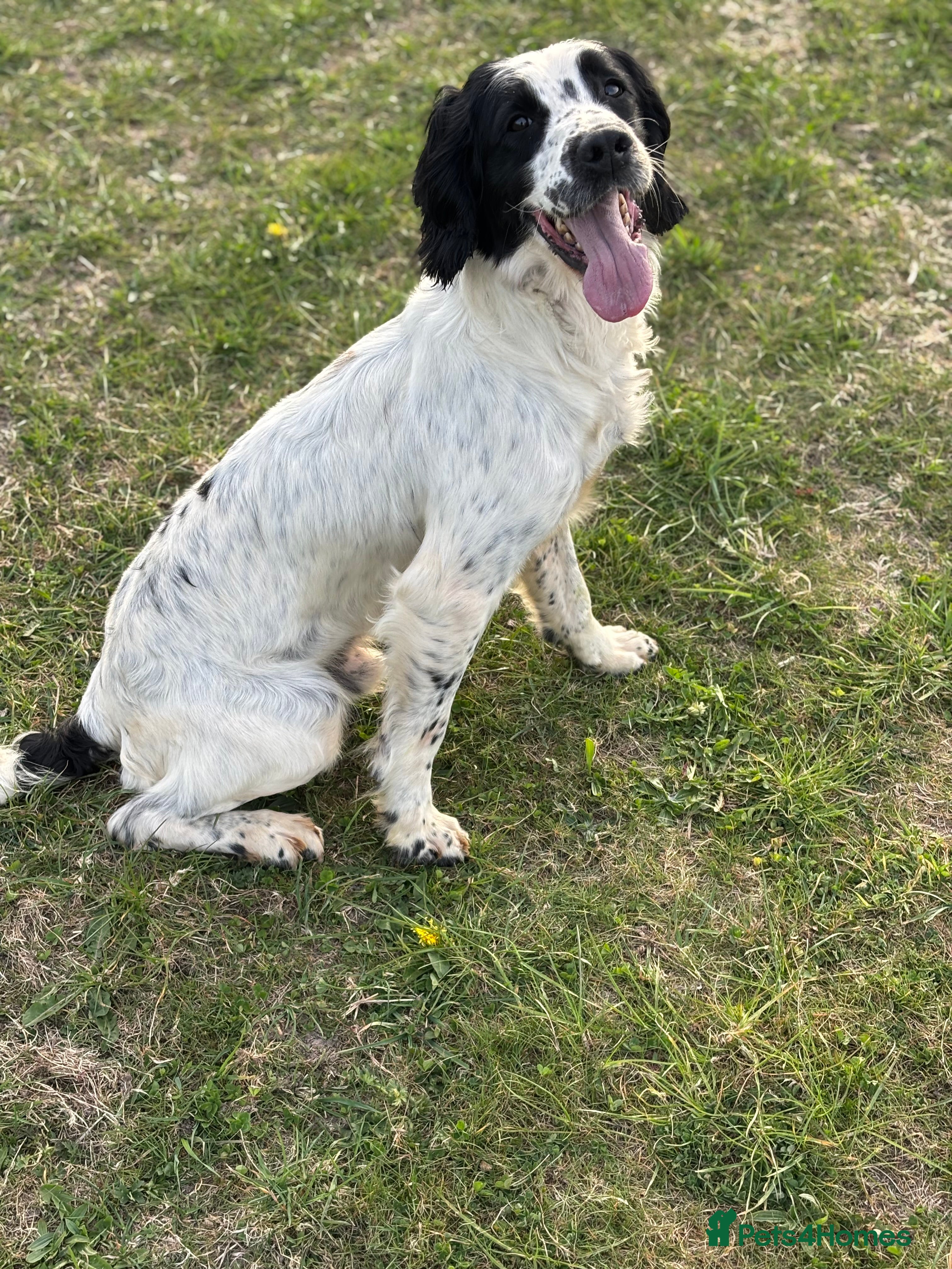English Springer Spaniel dogs Sarge- proven and fully DNA tested STUD in Devizes - Advert 8