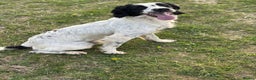 English Springer Spaniel dogs for stud: Sarge- proven and fully DNA tested STUD in Devizes - Advert 2