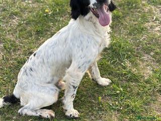 English Springer Spaniel dogs Sarge- proven and fully DNA tested STUD in Devizes - Advert 8