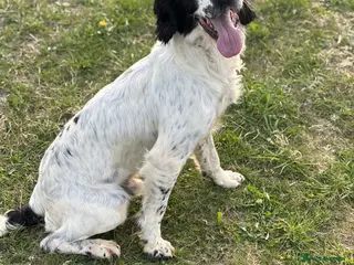 English Springer Spaniel dogs Sarge- proven and fully DNA tested STUD in Devizes - Advert 13