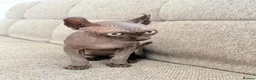 Sphynx cats for sale: Female Elf Sphynx Kitten – TICA Registered Parents - Advert 9