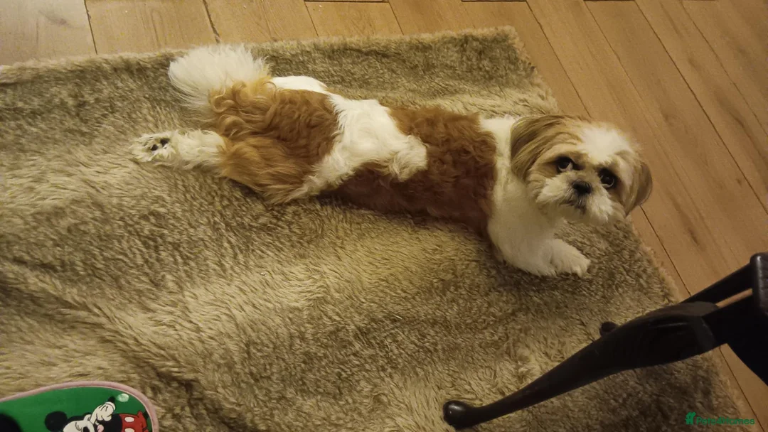 Shih Tzu dogs for stud: Male Shih Tzu Available for Stud  - Advert 1