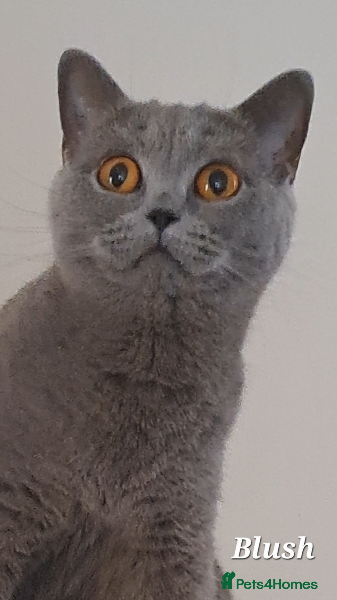 Brazilian Shorthair cats for sale: British Shorthair Blue REHOMING  - Advert 2