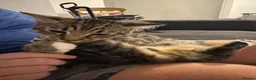 Domestic Shorthair cats for sale: Milo  - Advert 6