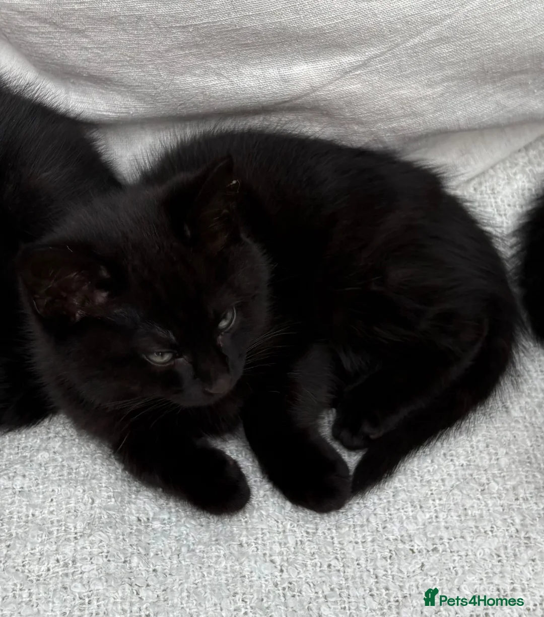 Mixed Breed cats for sale: Our boys are in need of their forever homes.  in Accrington - Advert 5