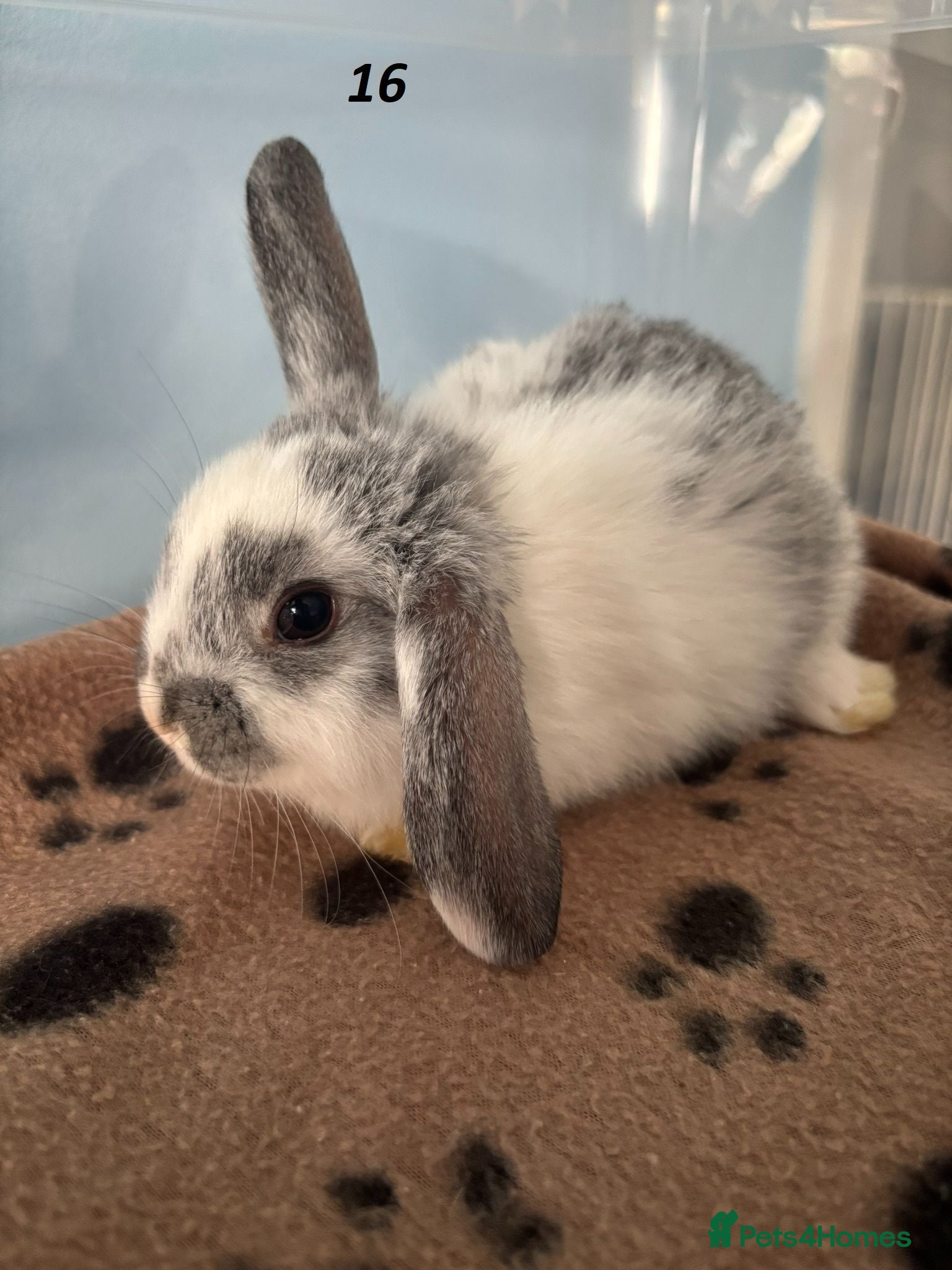 Mini Lop rabbits 🐰 Beautiful Mini Lop Baby Bunnies– Ready to go 🐰 - Advert 3