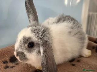 Mini Lop rabbits 🐰 Beautiful Mini Lop Baby Bunnies– Ready to go 🐰 - Advert 3