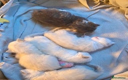 Siberian cats for sale: x5 Adorable Pure Siberian Kittens to re-home😻 - Image 2