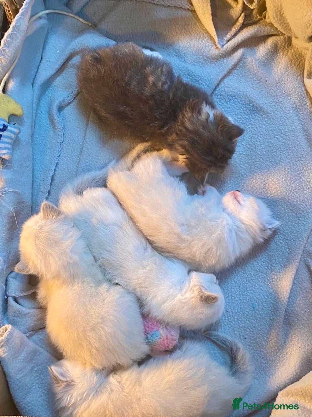 Siberian cats for sale: x5 Adorable Pure Siberian Kittens to re-home😻 - Image 2