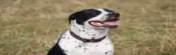 Mixed Breed dogs for sale: 10/11month old dog for rehoming  - Advert 6