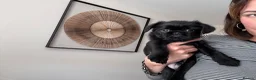 Griffon Bruxellois dogs for sale: 🐾 Griffon Bruxellois 🐾 in Port Talbot - Advert 5