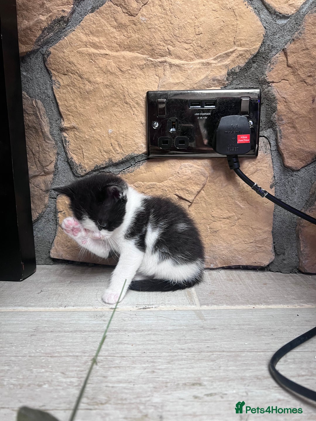 British Shorthair cats for sale: 4 kittens  - Image 14