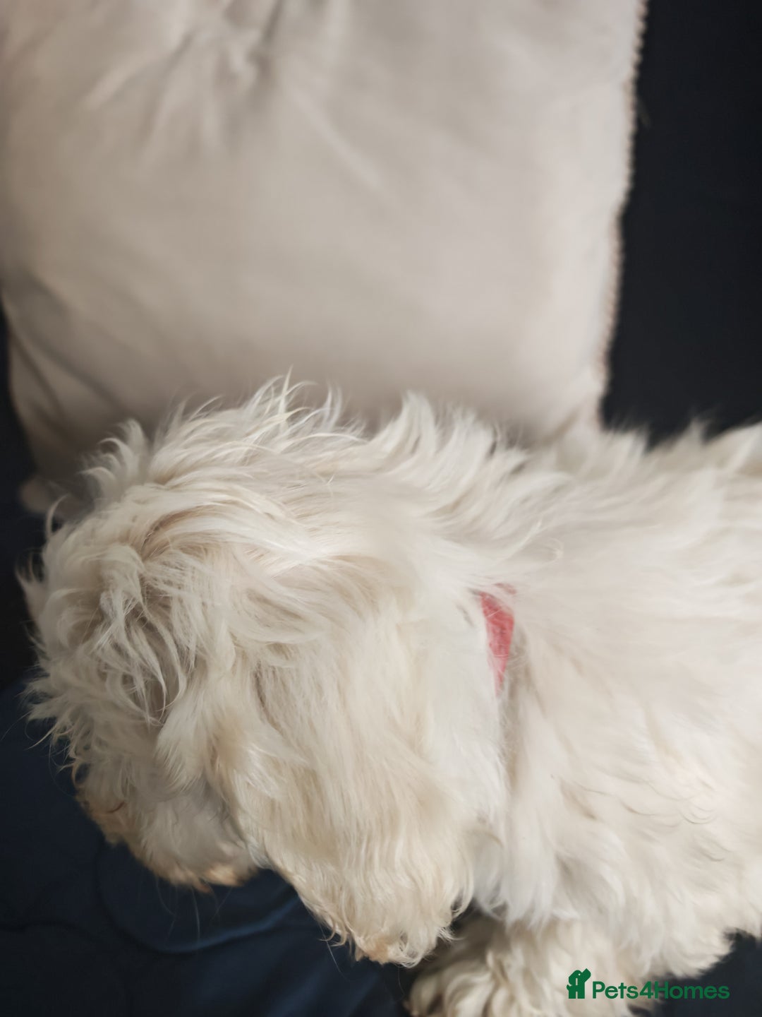Bichon Frise dogs for sale: In search of a sweet home - Image 2
