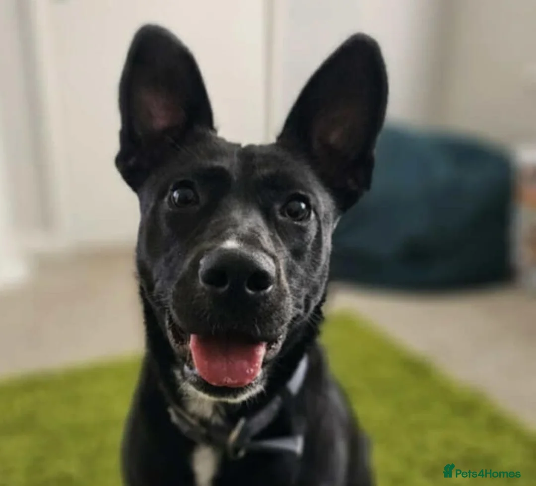 Mixed Breed dogs for adoption: Hollie needs a forever home - Advert 1