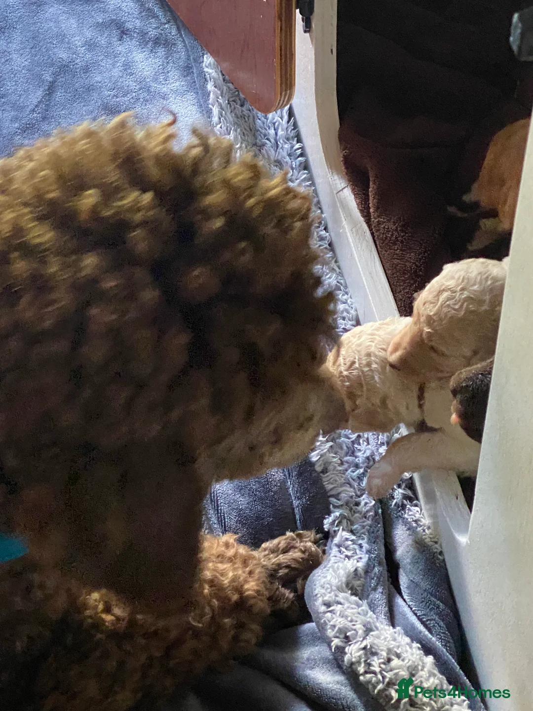 Standard Poodle dogs for stud: Champion Proven Gentle Poodle Available for Stud in Swindon - Advert 4