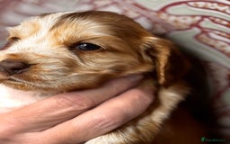 Cocker Spaniel dogs for sale: top quality health tested repeat mating show type - Image 7