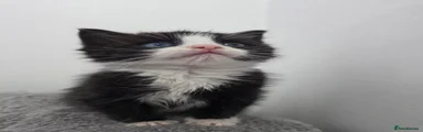Ragdoll 1