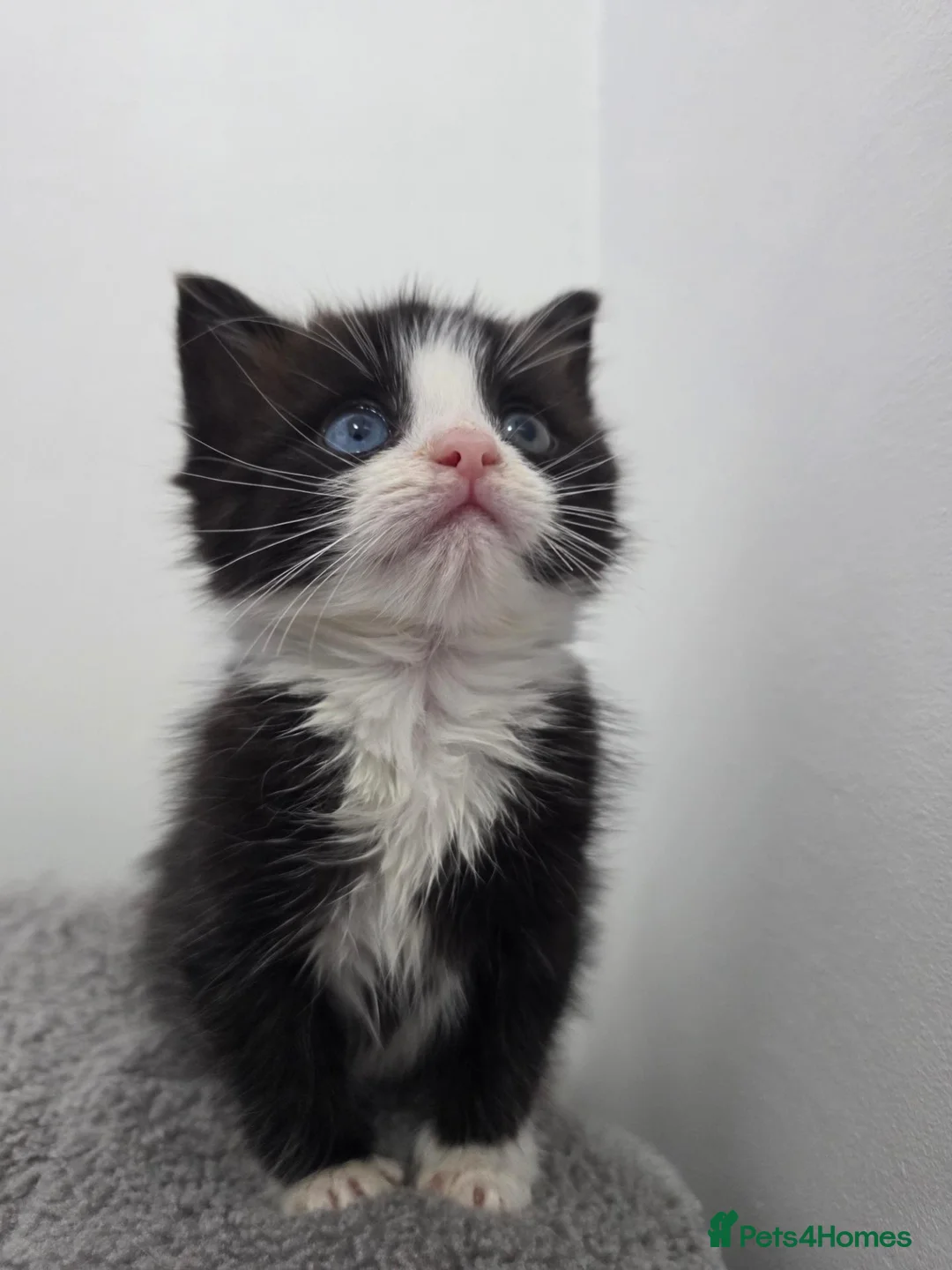 Ragdoll cats for sale: Black & White Ragdoll Kitten - Advert 2