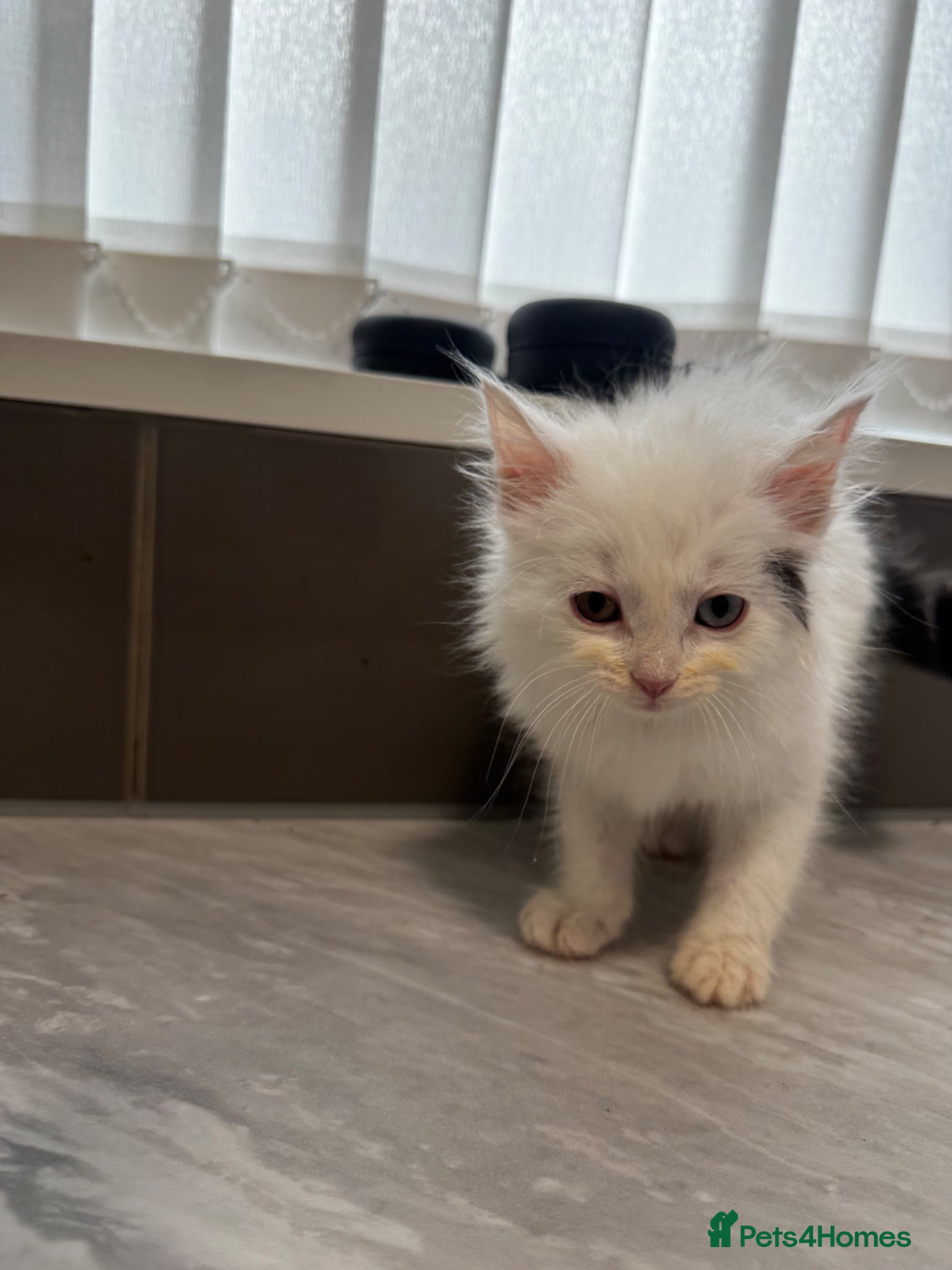 Mixed Breed cats for sale: 3 lovely kittens ready for a new home  - Advert 12