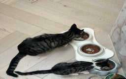 Mixed Breed cats for sale: Active and friendly kitten - Image 7