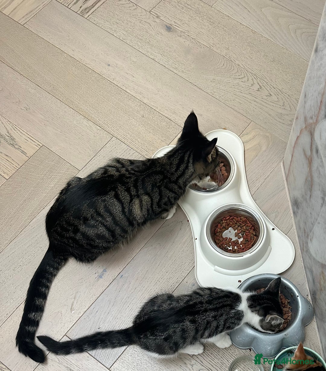 Mixed Breed cats for sale: Active and friendly kitten - Image 7