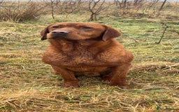 Labrador Retriever dogs for sale: Fox red Labrador - Image 11