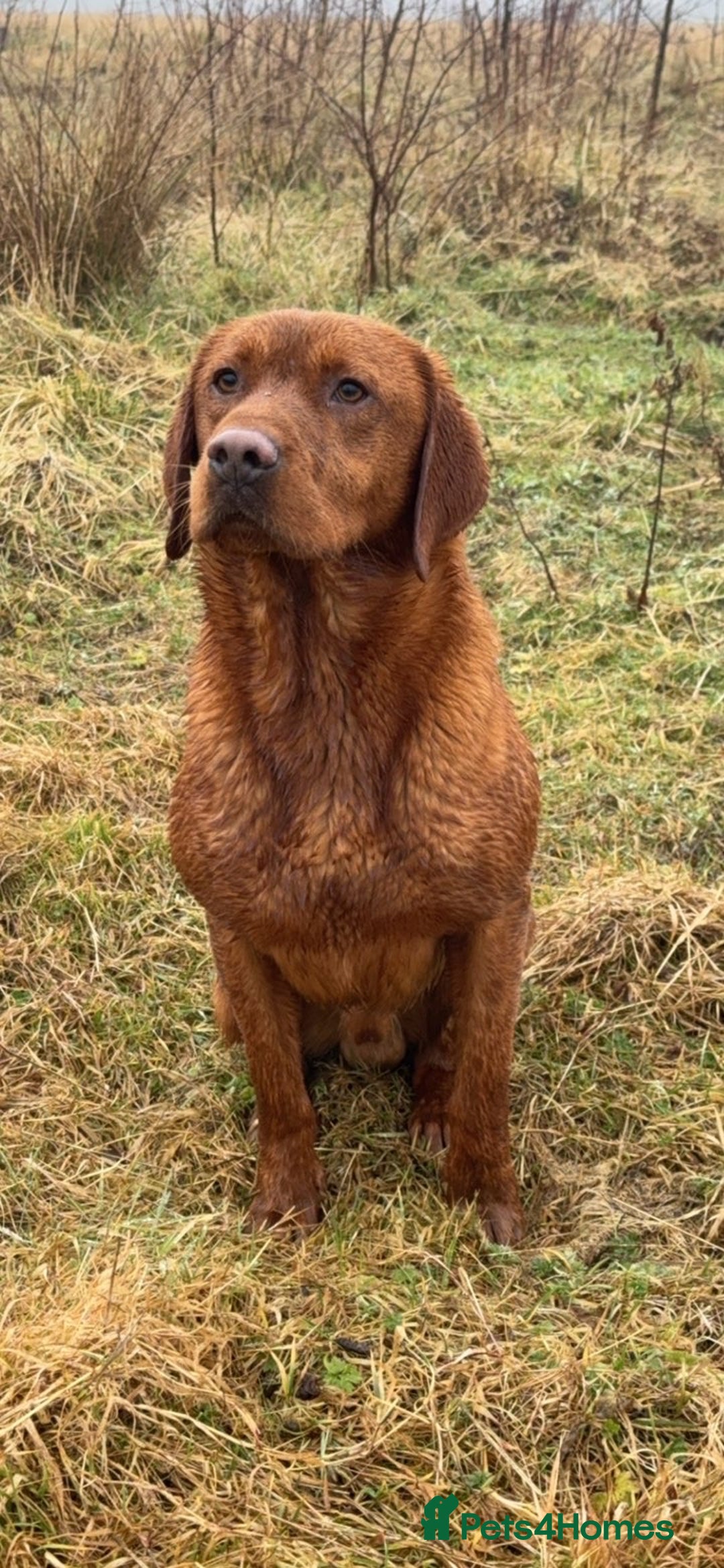 Labrador Retriever dogs for sale: Fox red Labrador - Image 11